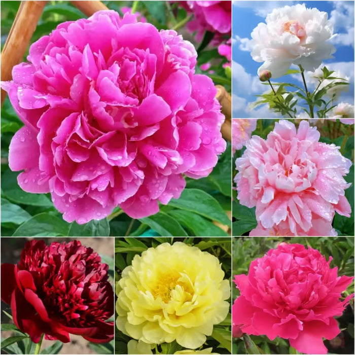 Jardín milenario 100% natural Peonia China