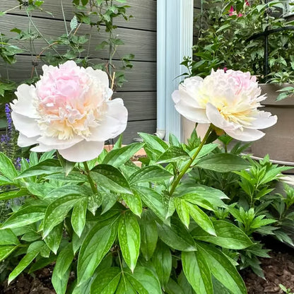 Jardín milenario 100% natural Peonia China