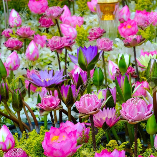 Jardin celestial 100% natural Sagrada flor de loto