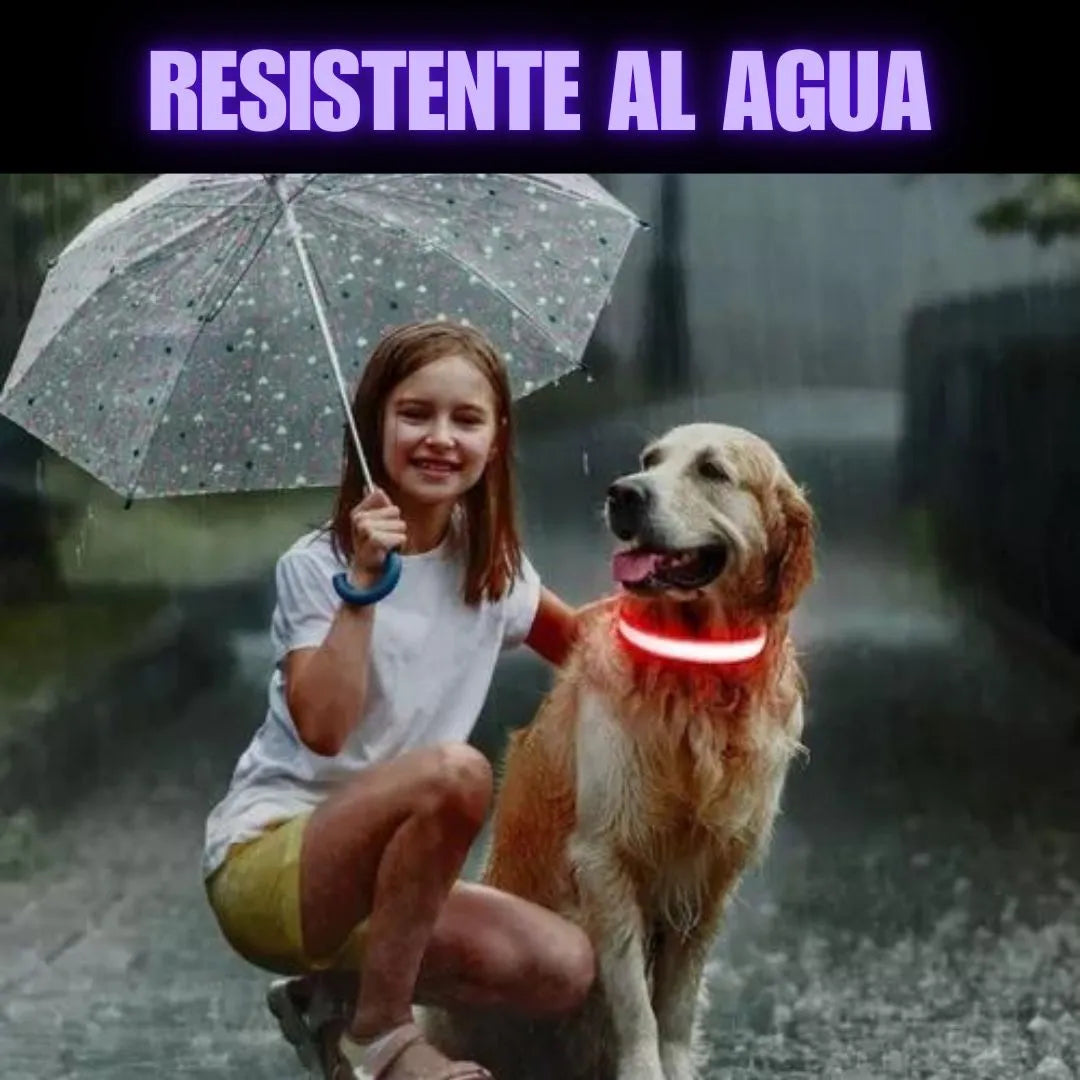 Collar led recargable 🐶 Tu bebe siempre seguro