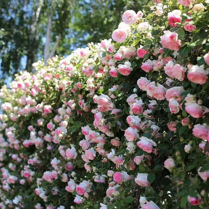 Jardín Senda 100% natural Rosa trepadora