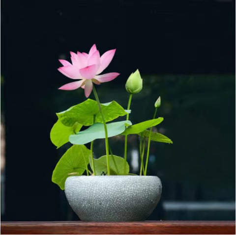 Ebook 'Sagrada Flor de Loto' GRATIS