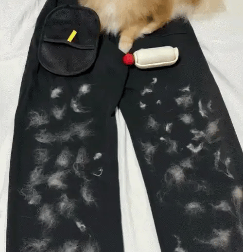 Adiós al pelo de mascota en tu ropa, sofá y carro