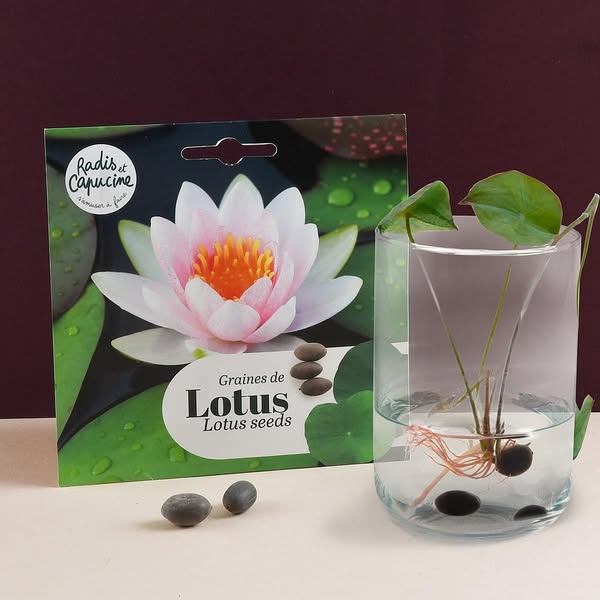 Mientras todas tienen suculentas, tú tienes una flor de loto.