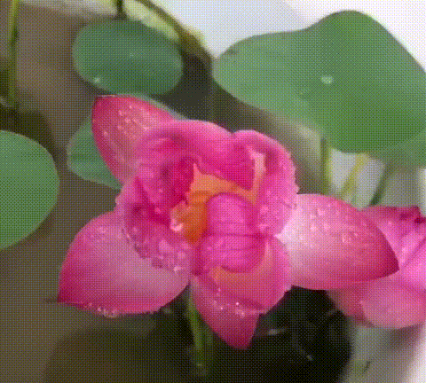 Mientras todas tienen suculentas, tú tienes una flor de loto.